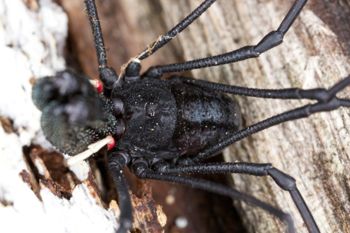 Media type: image; Invertebrate Zoology 29275